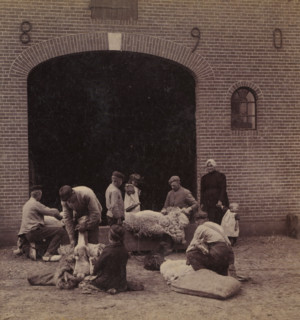Sheep being sheared near Leersum, Sheep Shearing, Faces and landscapes in Europe, Africa and Asia,