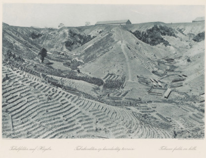 Tobacco fields on hilly terrain, Tobacco fields on the hills of Sumatra, photomechanical print,