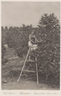 Indonesian coffee picker on a ladder on a plantation in Sumatra (former title), Coffee picker on a