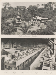 Coffee establishment 'Greahan' (above), The sorting of coffee (below), Coffee establishment