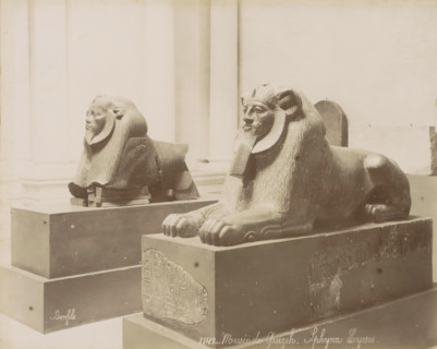 Two sphinxes in the Giza Museum, Musee de Guizeh - Sphynx Hycsos., photograph, Part of Travel Album
