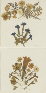 Collage of gentians and mountain flowers from the Engadin, Engadine, album page, collage (visual