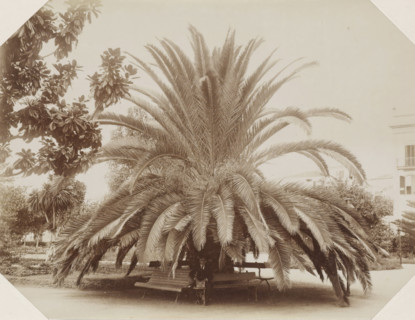 Man sitting on a bench under a palm tree on Madeira, Madeira, photograph, Part of Album with 191