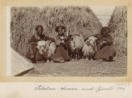 Tibetan women with goats for haystacks, Tibet, photograph, Part of Photo album with 24 photos of