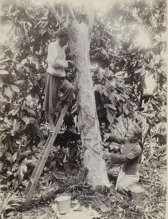 Rubber tappers carve tree in Dutch East Indies, photograph, Part of Travel Album with Forty Photos