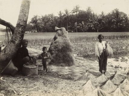 Man and woman with child at the grain harvest, Indies man and woman with child at the grain harvest