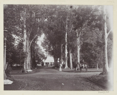 Botanical Garden, Buitenzorg., Woman and rider in the National Botanical Garden in Buitenzorg,