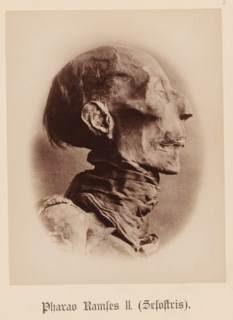 Pharaoh Ramses II (Sesostris), Head of the mummy of Pharaoh Ramses II, seen from the side,
