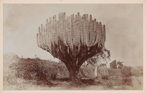 Organo cactus, Mexico, Organo cactus in Mexico, photograph, number: '1541.', photographer: Charles