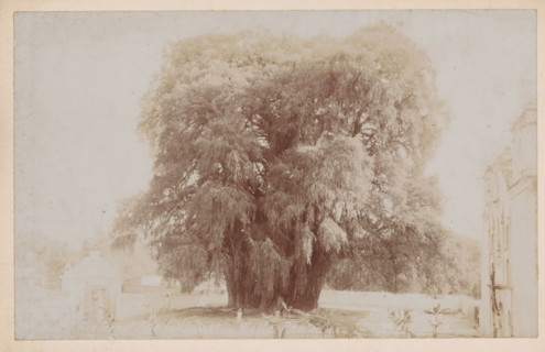 View of the Árbol del Tule in Santa María del Tule, Big Tree of Tule, full height, photograph,