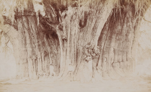 Two Mexican men at the Árbol del Tule in Santa María del Tule, Mexico, big tree of Tule,