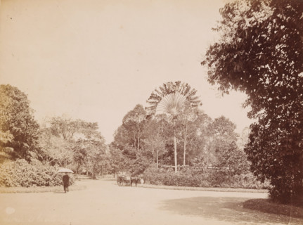 Saigon City Garden, View in the Botanical Garden of Saigon (present-day Ho Chi Minh City),