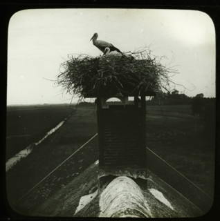 Storks on nest on top of chimney, stereoscopic photograph, number: '24', 1880 - 1920, photographer,