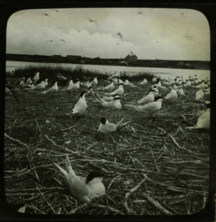 Breeding colony of terns, stereoscopic photograph, number: '5', 1856 - 1890, photographer,
