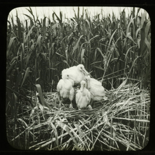 Four young spoonbills on a nest, stereoscopic photograph, number: '2', 1856 - 1890, photographer,