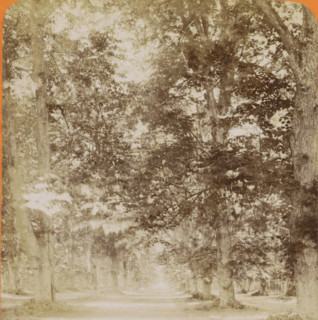 Haarlem, vue dans le bois, Forest landscape near Haarlem, stereograph, number: '21', inscription: