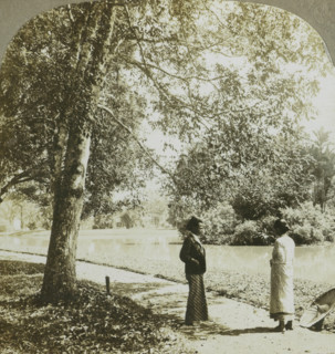 A vista in the Botanical Gardens. Buitenzorg, Java, Man and woman in the botanical garden of Bogor,