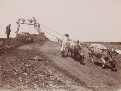 Arab cow, Cows drawing water from a well, photograph, number: 'No 152', photographer: J. André