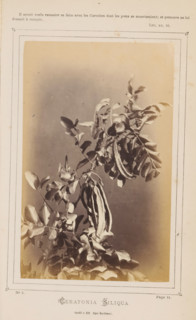 Ceratonia Siliqua. Cueilli à Eze, Alpes Maritimes, Carob Tree, photograph, page, inscription: 'Page