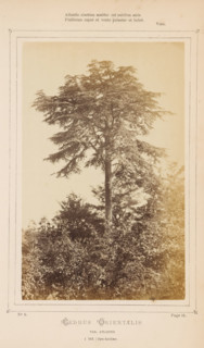 Cedrus orientalis. Var. Atlantis. À Nice, Alpes Maritimes, Lebanon cedar, photograph, page, number: