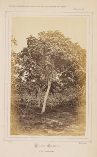 Fig tree, Ficus Caria. À Nice (Alpes-Maritimes), photograph, page, number: 'No 9.', inscription: