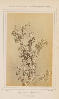 Solanum Sanctum from Èze, Solanum Sanctum. Cueilli à Eze (Alpes-Maritimes), photograph, page,