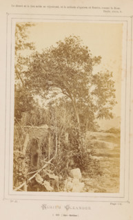 Nerium Oleander. A Nice (Alpes-Maritimes), Oleander in Nice, photograph, page, inscription: 'Page