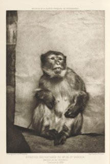 Sitting monkey, page, photomechanical print, inscription: 'Médaille de vermeil, Concours de 1889',