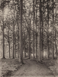 Sous-bois, Road in a deciduous forest, page, photomechanical print, inscription: 'Section d'Anvers