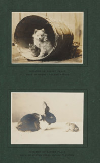 Rabbit opposite frog, photograph, page, inscription: 'NEGATIVE ON BARNET PLATE., PRINT ON OYSTER
