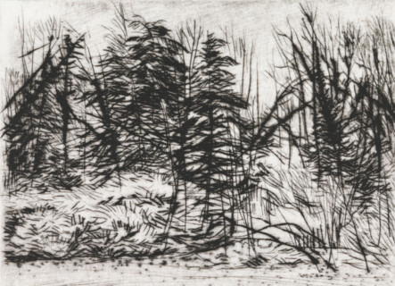 Naaldbos, print, Naaldbos., signature: 'KEES STOOP', printmaker: Kees Stoop (signed by artist),