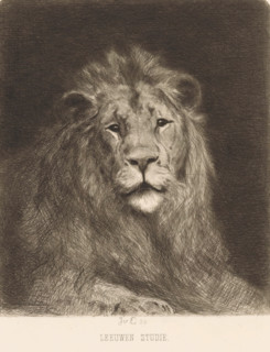 Head of a lion, print, printmaker: Jan van Essen (signed by artist), 1864 - 1936, paper, chine
