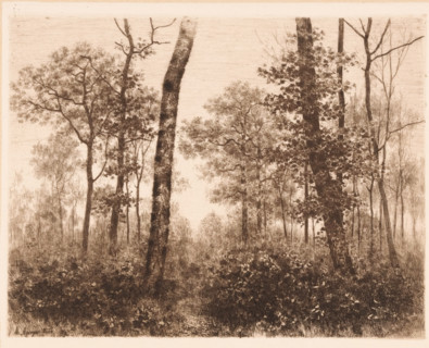 Bos, print, inscription: 'From: 'Radierungen', Weimar 1889', printmaker: Max Asperger, Weimar,