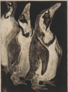 Three penguins, print, printmaker: Theo van Hoytema (signed by artist), 1878 - 1906, paper, chine