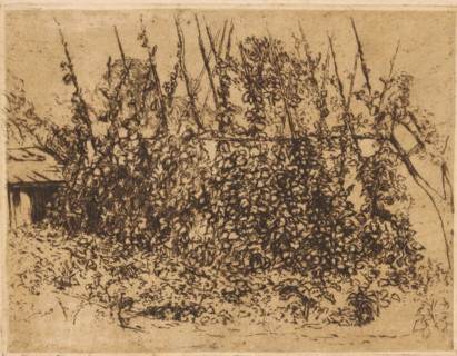 Bean stakes, print, The bean stakes are overgrown with bean plants. On the left a small shed.,