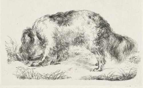 Drinking dog, print, printmaker: Guillaume Anne van der Brugghen, 1832, paper, chine collé,