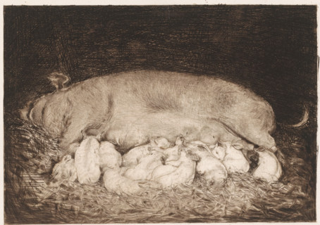 Sow with piglets, print, printmaker: Nicolaas van der Waay, 1865 - 1936, paper, etching, drypoint,