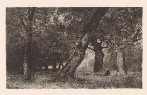 Beukenbos, print, printmaker: Otto Gampert, 1892 - 1905, paper, etching, intaglio printmaking