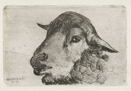 Sheep head, print, printmaker: Jan Heppener, The Hague, 1855, paper, chine collé, etching, etching