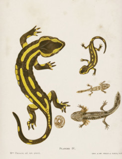 Evolution from egg to salamander, Évolution de la salamandre terrestre, page, photomechanical