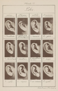 Lobe., Twelve images of ears, arranged by the shape of the earlobe, page, photomechanical print,