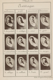 Antitragus, Twelve images of ears, arranged according to the shape of the antitragus, page,