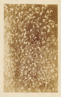 Bees on a honeycomb, photograph, page, c. 1882 - in or before 1887, photographer, paper, albumen