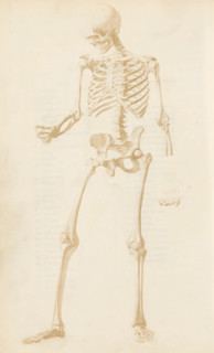 Photo reproduction of a drawing, depicting a human skeleton, photograph, reproduction, page, after