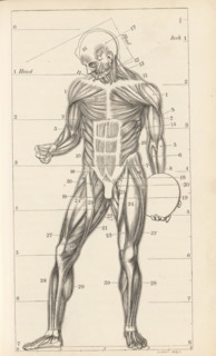 Photo reproduction of a drawing, depicting a muscle model of the human body, photograph,