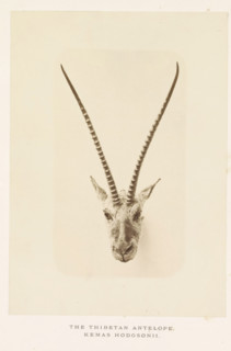 The Thibetan antelope, photograph, page, photographer: Arthur Lucas, London, c. 1859 - in or before