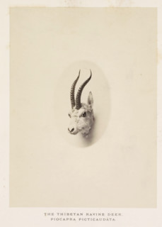 The Thibetan ravine deer, photograph, page, photographer: Arthur Lucas, London, c. 1859 - in or