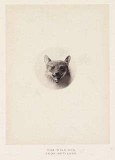 The wild dog, photograph, page, photographer: Arthur Lucas, London, c. 1859 - in or before 1869,
