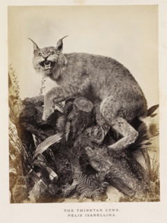 The Thibetan Lynx, photograph, page, photographer: Arthur Lucas, London, c. 1859 - in or before