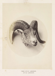 The ovis ammon, photograph, page, photographer: Arthur Lucas, London, c. 1859 - in or before 1869,